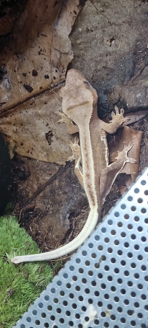 Lilly White Kronengecko   wunderschöne Nachzucht   unbestimmt (Crested Gecko)