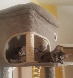 Maine Coon xl  Ragdoll  Mix Kitten. Heute 12 Wochen alt 
