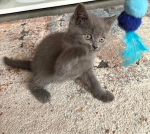 bkh kitten sucht