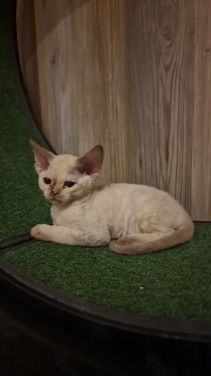 Hübsche Devon Rex Kitten können im Alter von 12 Wochen umziehen 