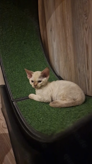 Hübsche Devon Rex Kitten können im Alter von 12 Wochen umziehen 