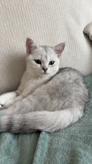 BKH Kitten