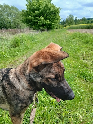 Altdeutscher Schäferhund mix