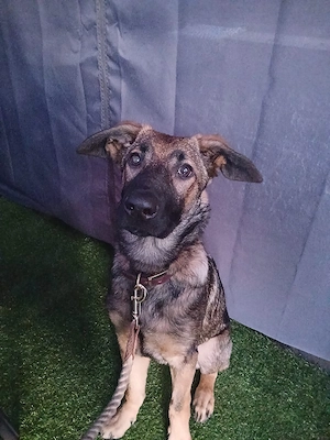 Altdeutscher Schäferhund Mix 