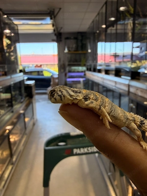 Uromastyx Thomasi 0.0.1