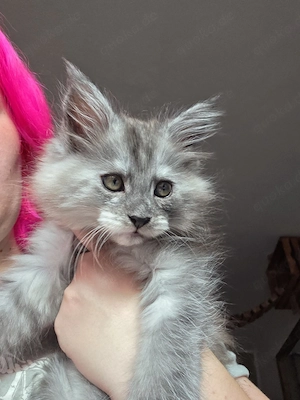 Maine coon kitten