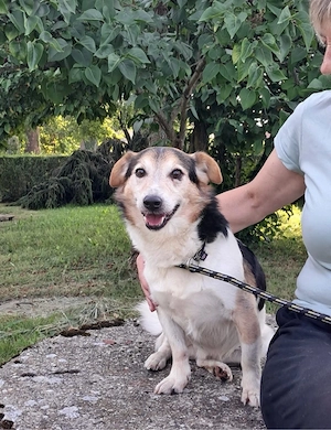 Der wundervolle Joza ist obdachlos geworden weil sein Besitzer verstorben ist *noch in Kroatien*