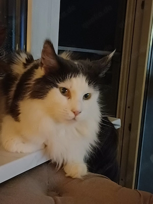 Traumhafte Fraya sucht Traumzuhause