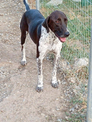 sanfte Pointer Dame sucht zu Hause 