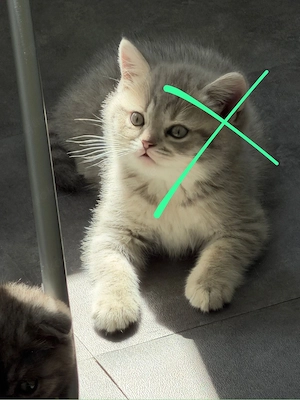 BKH Katzenbabys zu verkaufen