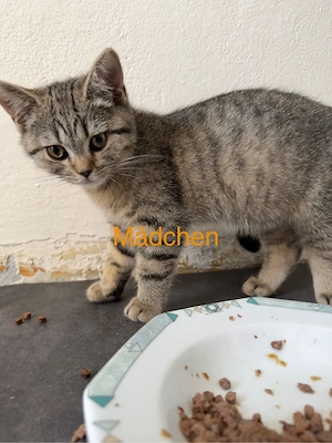BKH Katzenbabys zu verkaufen