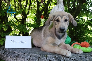 Hund Welpe Mischling