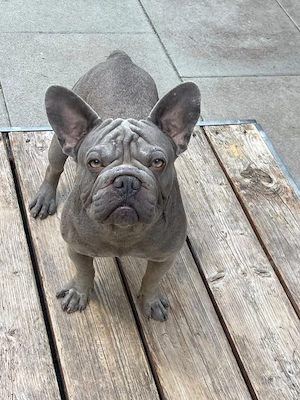 franz bully rude 