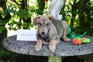 Hund Welpe Mischling