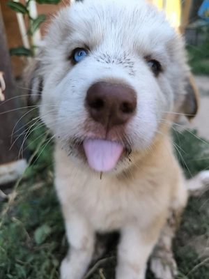 2 husky welpen abzugeben 