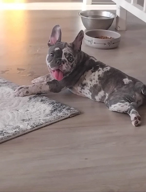 Französische Bulldogge Hündin 