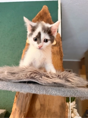4 türkisch angora kitten mix 