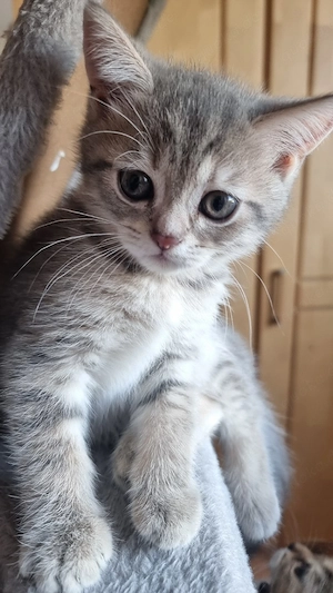 Bkh  Babykatzen 
