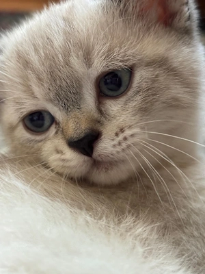 Bkh  Babykatzen 