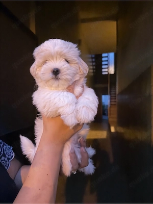 bichon maltezen 