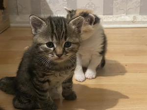 Katze grau getigert