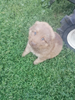 Kleine Hundedame sucht ein neues Kuschelkörbchen 