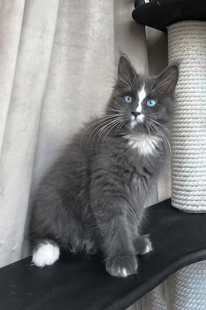 Blauäugiges Maine-Coon-Kätzchen sucht ein luxuriöses Zuhause für immer  