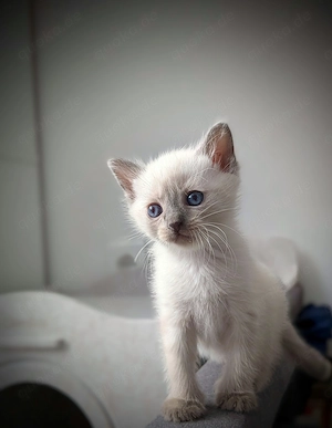 Zuckersüße Siam-Ragdoll-Kitten suchen ein Zuhause voller Liebe! 