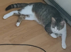 Nelly und Lilly suchen neues Zuhause.........