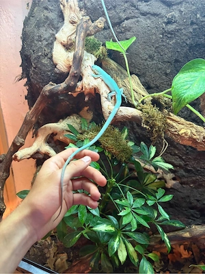 Gastropholis prasina 1.2