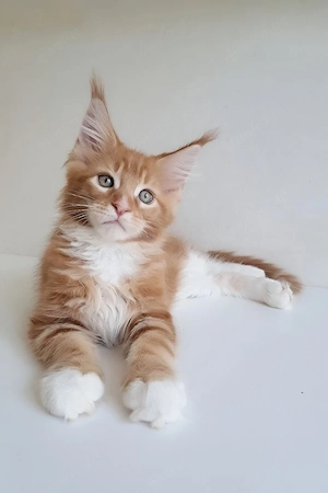 Wunderschöner, rotgetupfter Maine Coon sucht ein luxuriöses Zuhause für immer
