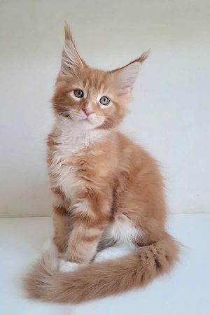 Wunderschöner Maine-Coon-Kater sucht ein liebevolles Zuhause