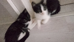 katzen abzugeben