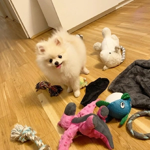 Pomeranian Zwergspitz Welpen