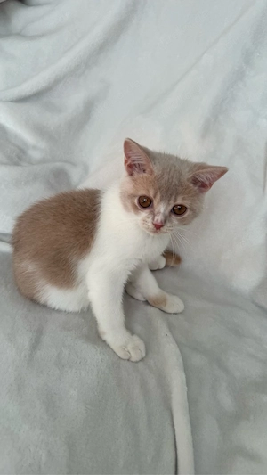 BKH Kitten mit Stammbäume