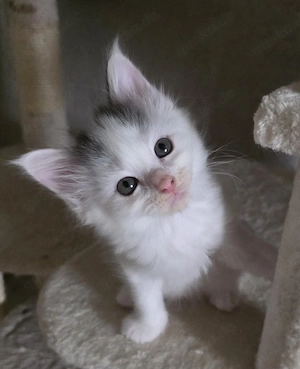 Maine Coon Kitten Abgabe bereit