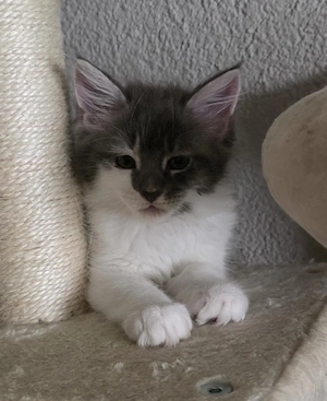 Maine Coon Kitten 