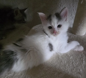 Maine Coon Kitten 