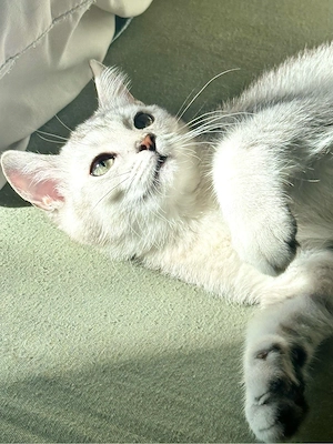 BKH-Kater Liam in Silver Shaded sucht ein liebevolles Zuhause