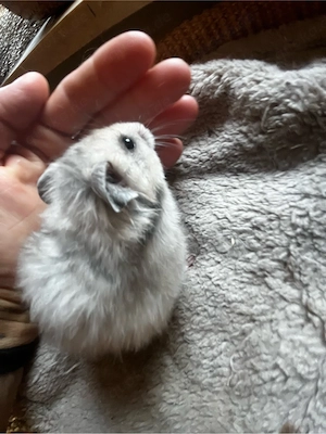 Hamster weibchen baby 