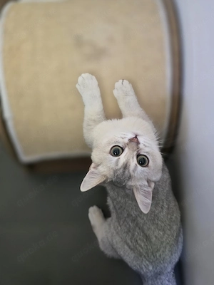 Die schöne Diva Bkh Katze 