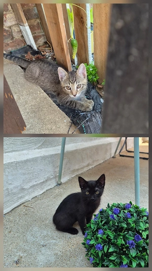 Kitten suchen ein neues Zuhause 