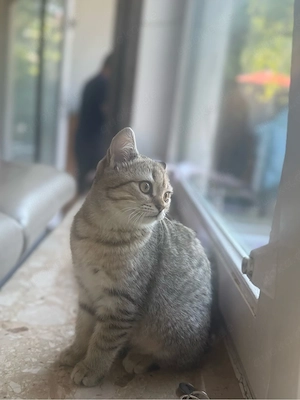 bkh katze gold