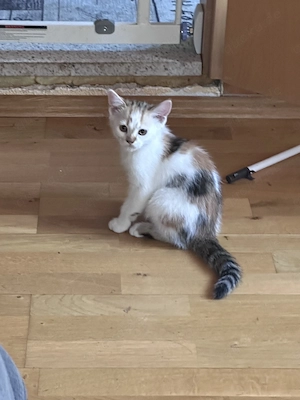 Babykatzen mixkatzen