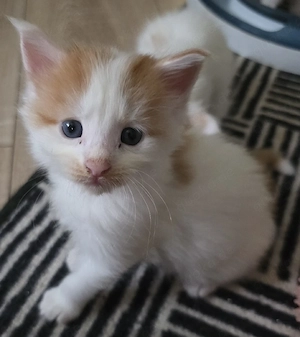 Maine Coon Kitten 