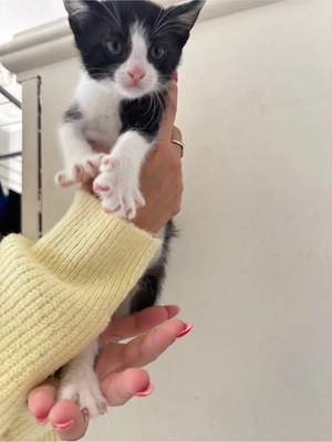 baby kitten 