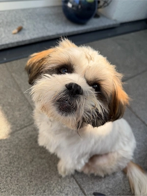 Shih-Tzu hunde 