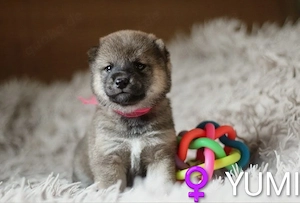 Wunderschöne Shiba-Inu-Welpen mit rotem Fell 