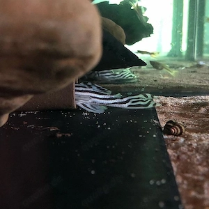 L46 Hypancistrus Zebra Zebrawels