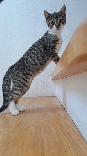 3 Babys möchten schönes zu Hause
